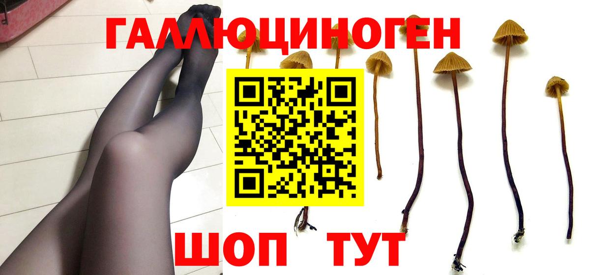 Псилоцибиновые грибы Psilocybe Шебекино